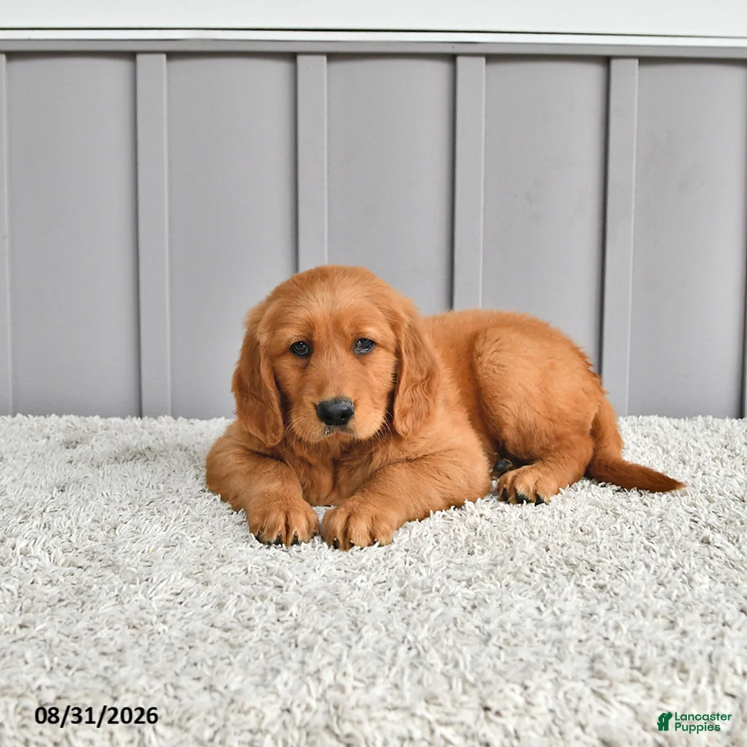 Golden Retriever dogs for sale: Jordan - Ad 2