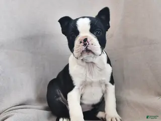 Boston Terrier dogs for sale: Princess - Ad 3