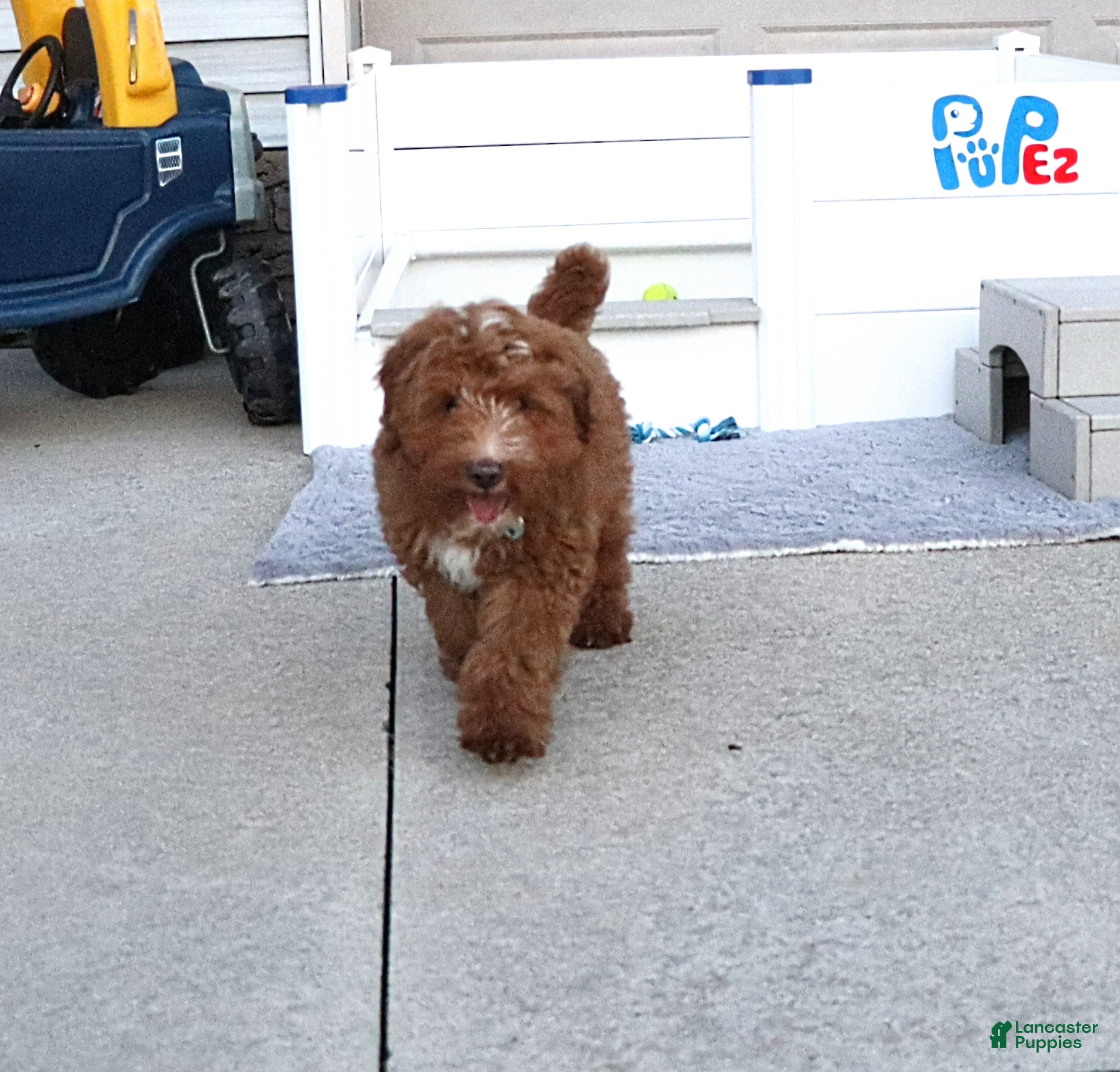 Mini Goldendoodle dogs Waylon 💙 Genetic Clear Parents - Ad 2