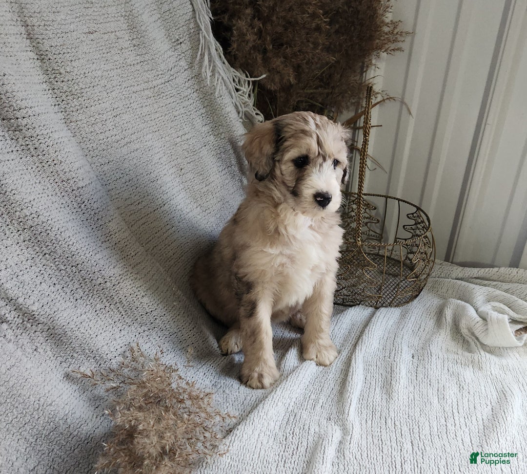 Bernedoodle dogs for sale: Lacey - Ad 4