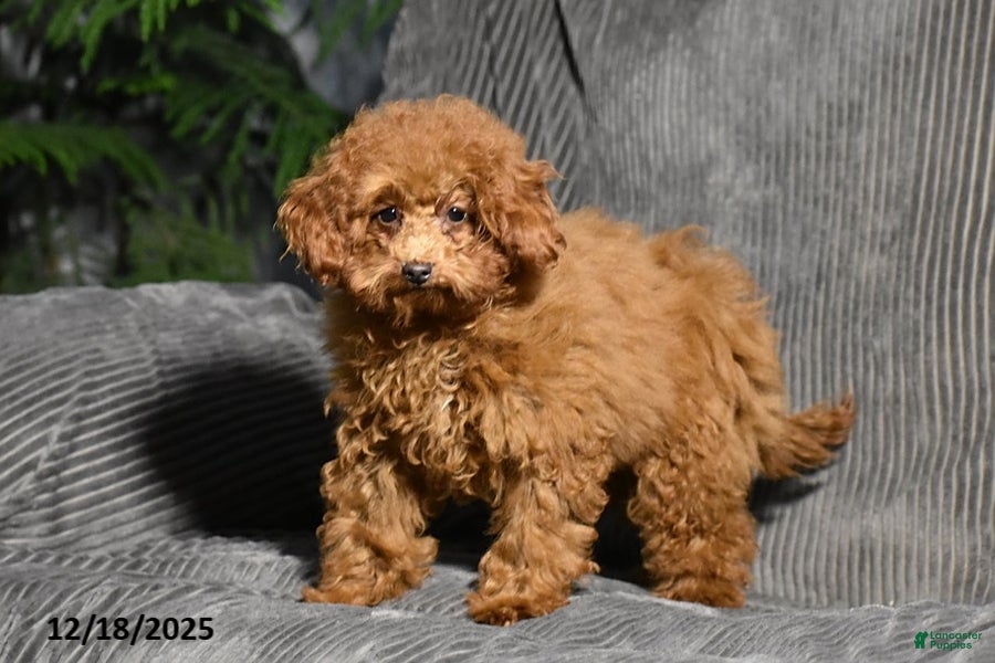 Miniature Poodle dogs Kally - Ad 14