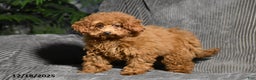Miniature Poodle dogs for sale: Kally - Ad 1