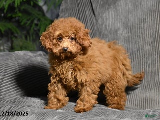 Miniature Poodle dogs Kally - Ad 23
