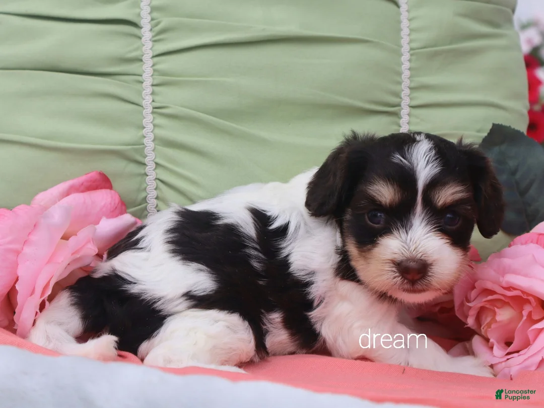 Cavapoo dogs for sale: Harmony - Ad 2