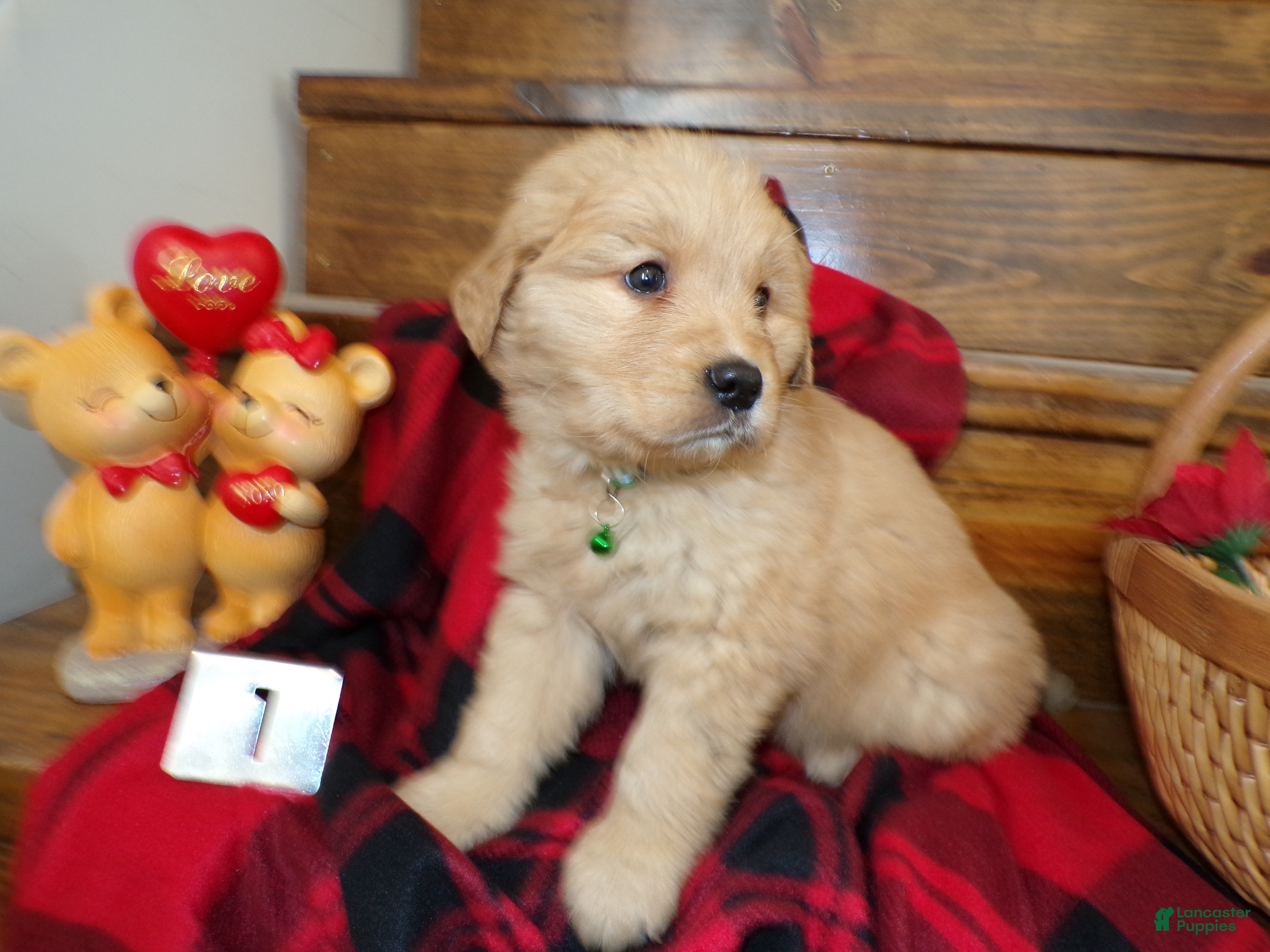 Golden Retriever dogs Golden Retriever Puppy 1 Teddy - Ad 32
