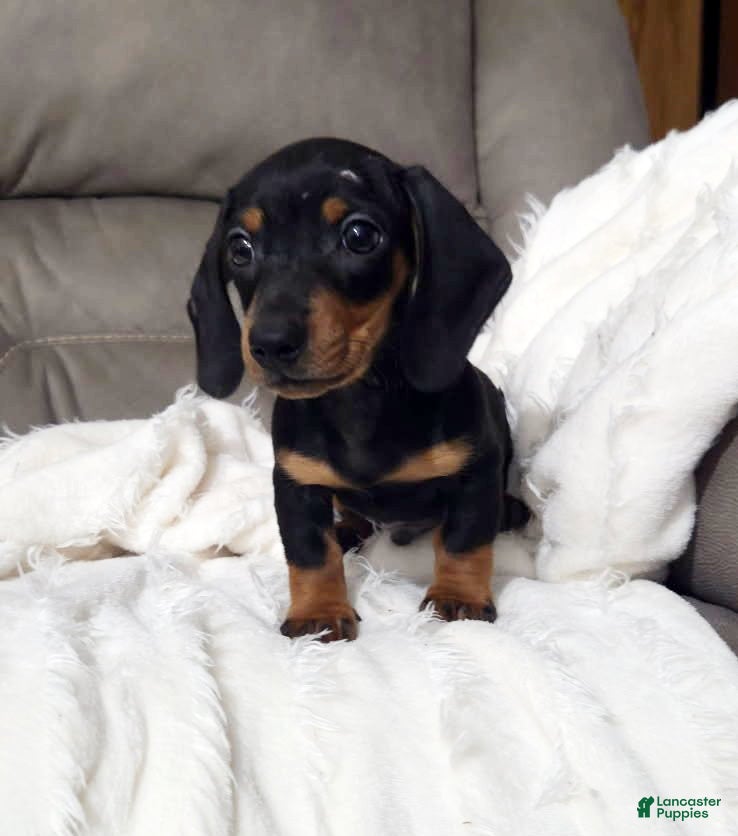 Miniature Dachshund dogs Charlie - Ad 27