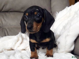 Miniature Dachshund dogs Charlie - Ad 26