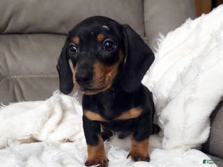 Miniature Dachshund dogs Charlie - Ad 17