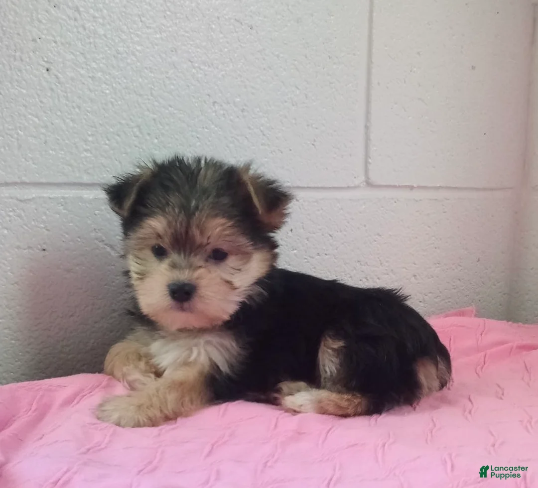 Morkie dogs for sale: Zoey - Ad 3