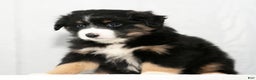 Miniature Australian Shepherd dogs for sale: Debbie - Ad 5