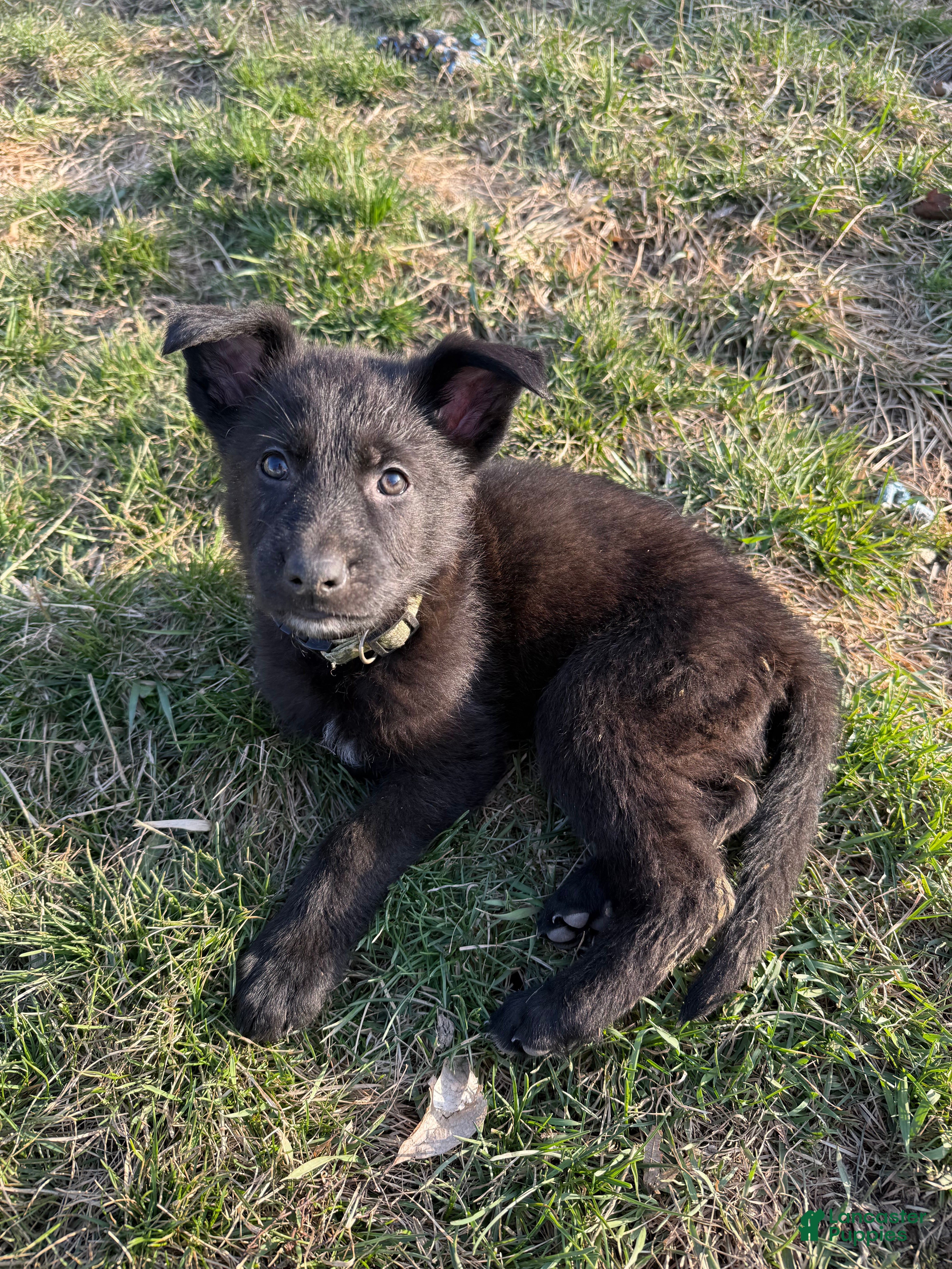 German Shepherd dogs German Shepherd Puppy 1 - Ad 36