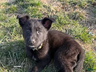 German Shepherd dogs German Shepherd Puppy 1 - Ad 36