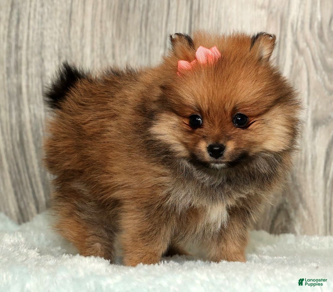 Pomeranian dogs for sale: Winnie - Ad 8