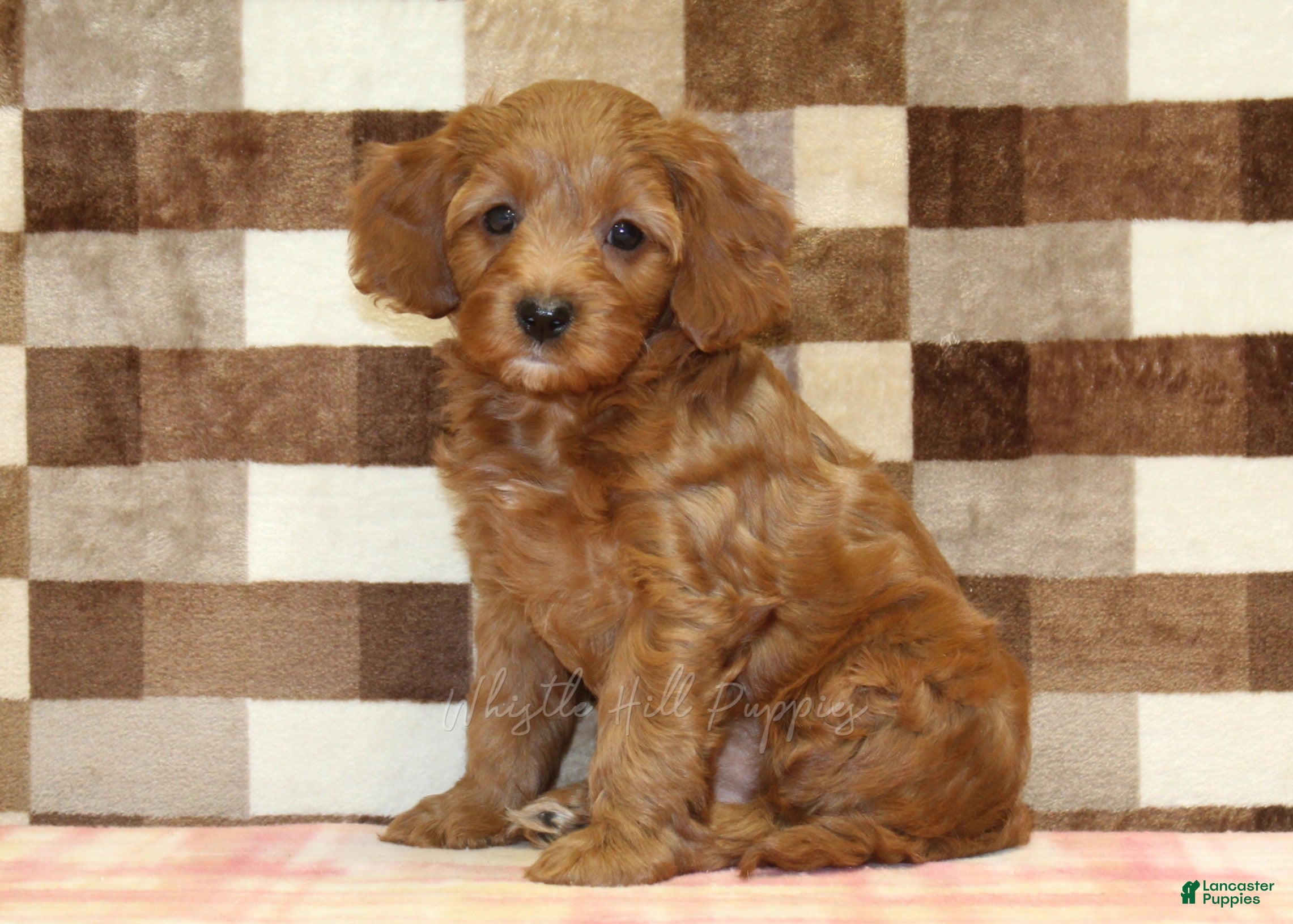 Cavapoo dogs Stella - Ad 1