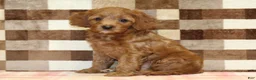 Cavapoo dogs for sale: Stella - Ad 1