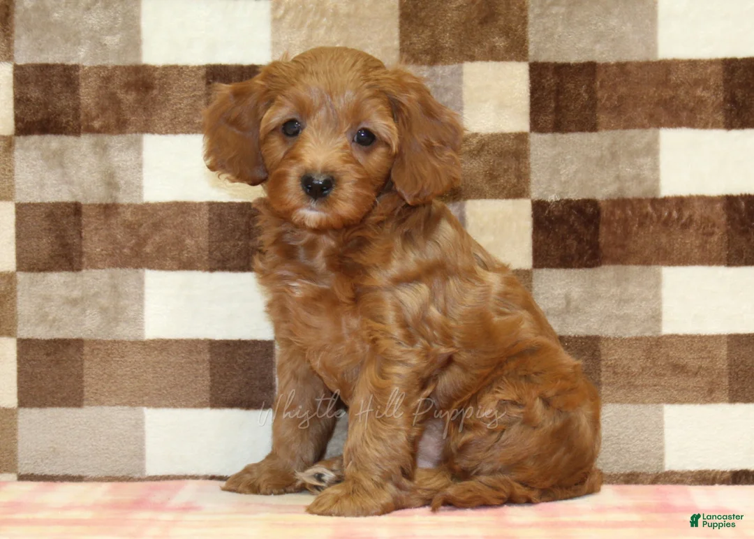 Cavapoo dogs for sale: Stella - Ad 1