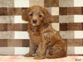 Cavapoo dogs for sale: Stella - Ad 2