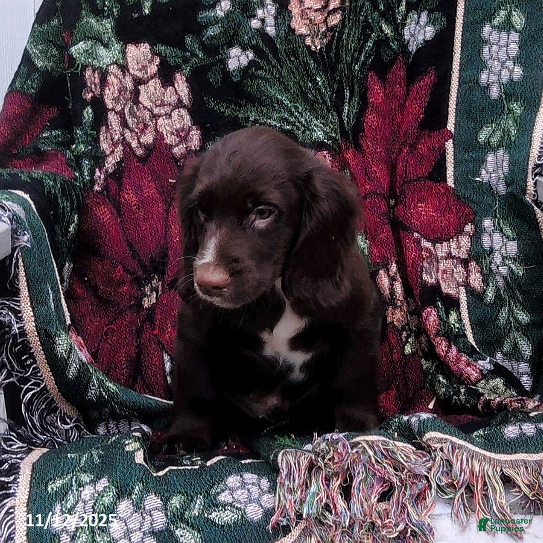 English Cocker Spaniel dogs for sale: Dallas - Ad 2