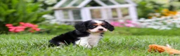 Cavalier King Charles Spaniel dogs for sale: Cooper - Ad 6