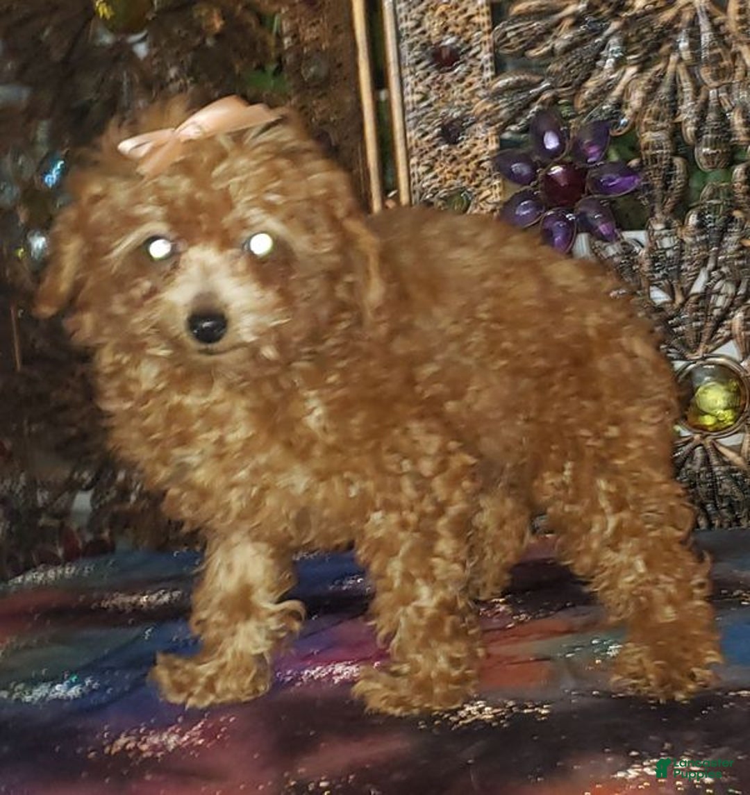 Toy Poodle dogs for sale: Toy Poodle Puppy 3 - Ad 3