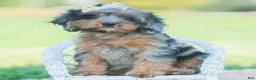 Cavapoo dogs for sale: fancy - Ad 7