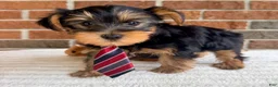 Yorkshire Terrier dogs for sale: Benji - Ad 2
