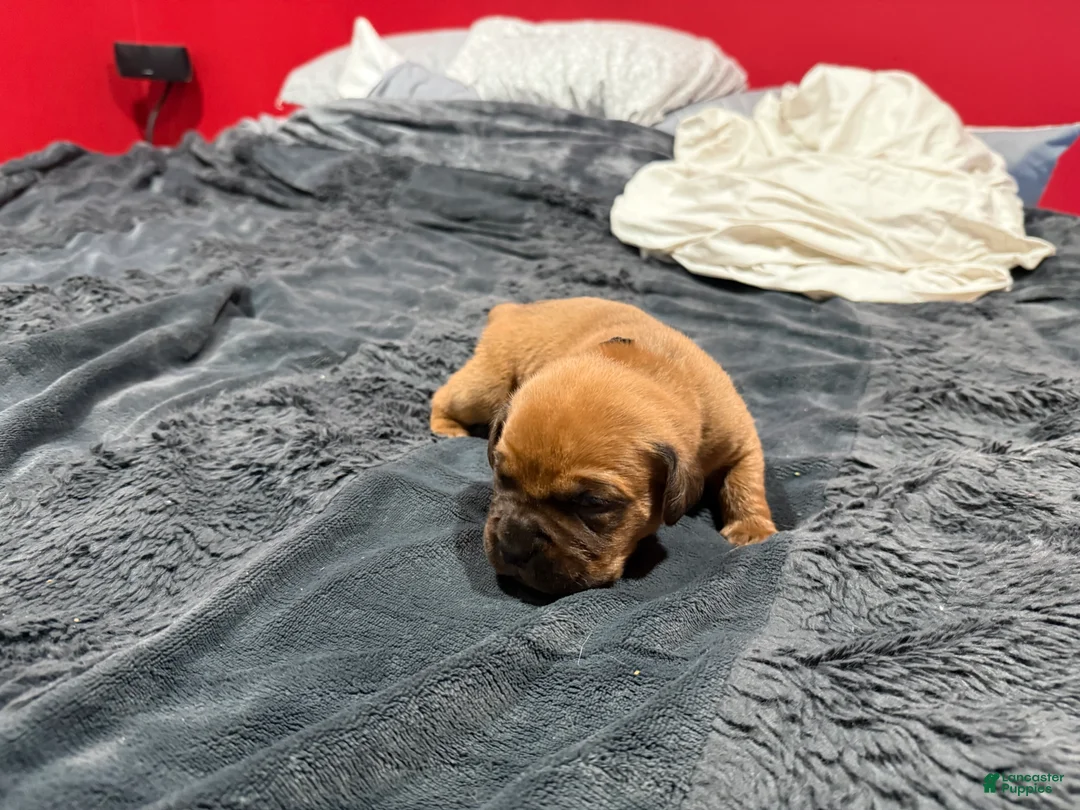 Dogue De Bordeaux dogs for sale: Dogue De Bordeaux Puppy 12 - Ad 2