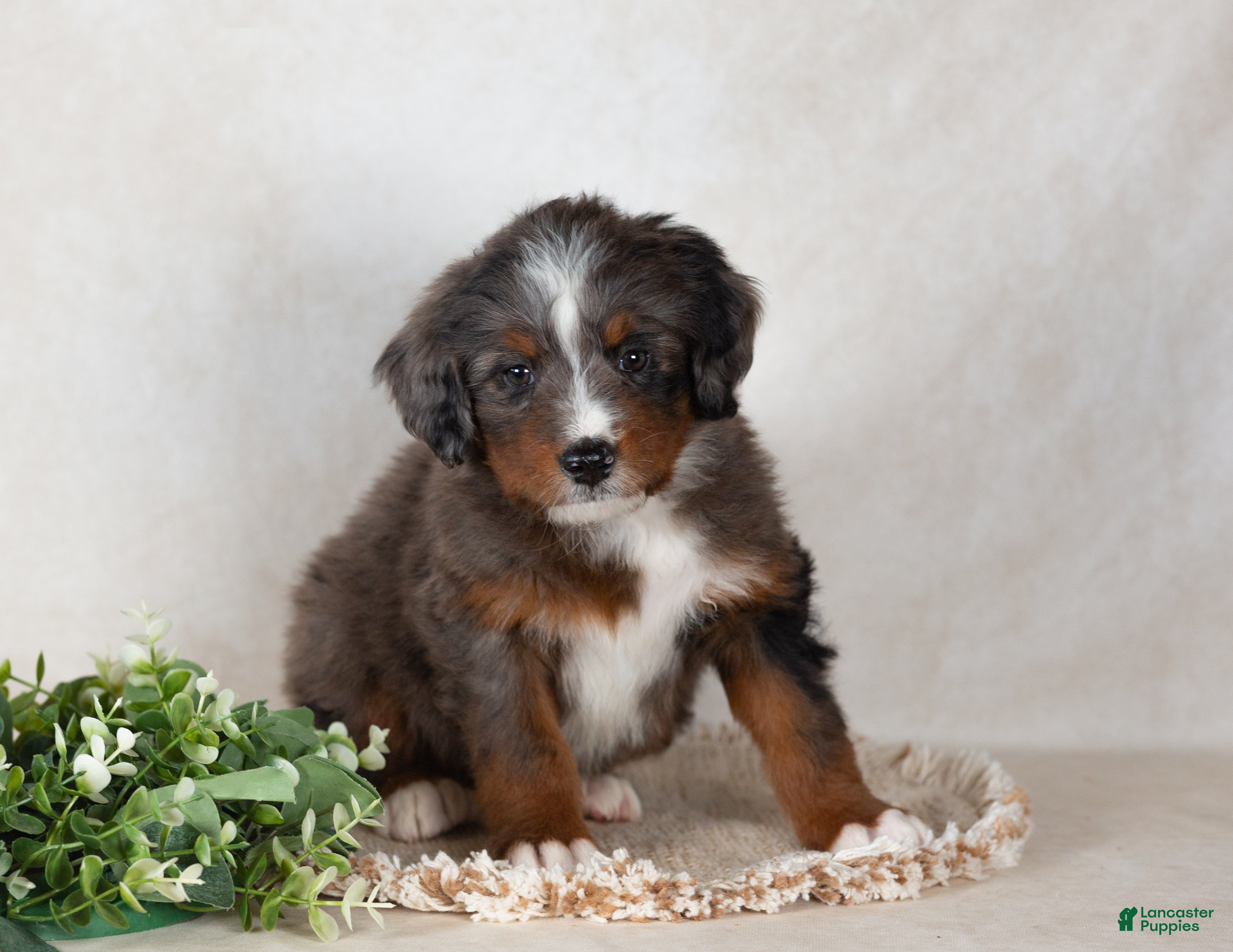 Bernedoodle dogs Shane - Ad 2