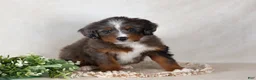 Bernedoodle dogs for sale: Shane - Ad 2