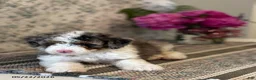 Mini Sheepadoodle dogs for sale: Amber - Ad 3
