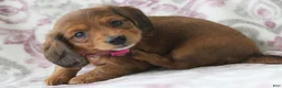 Miniature Dachshund dogs for sale: Carmel - Ad 3