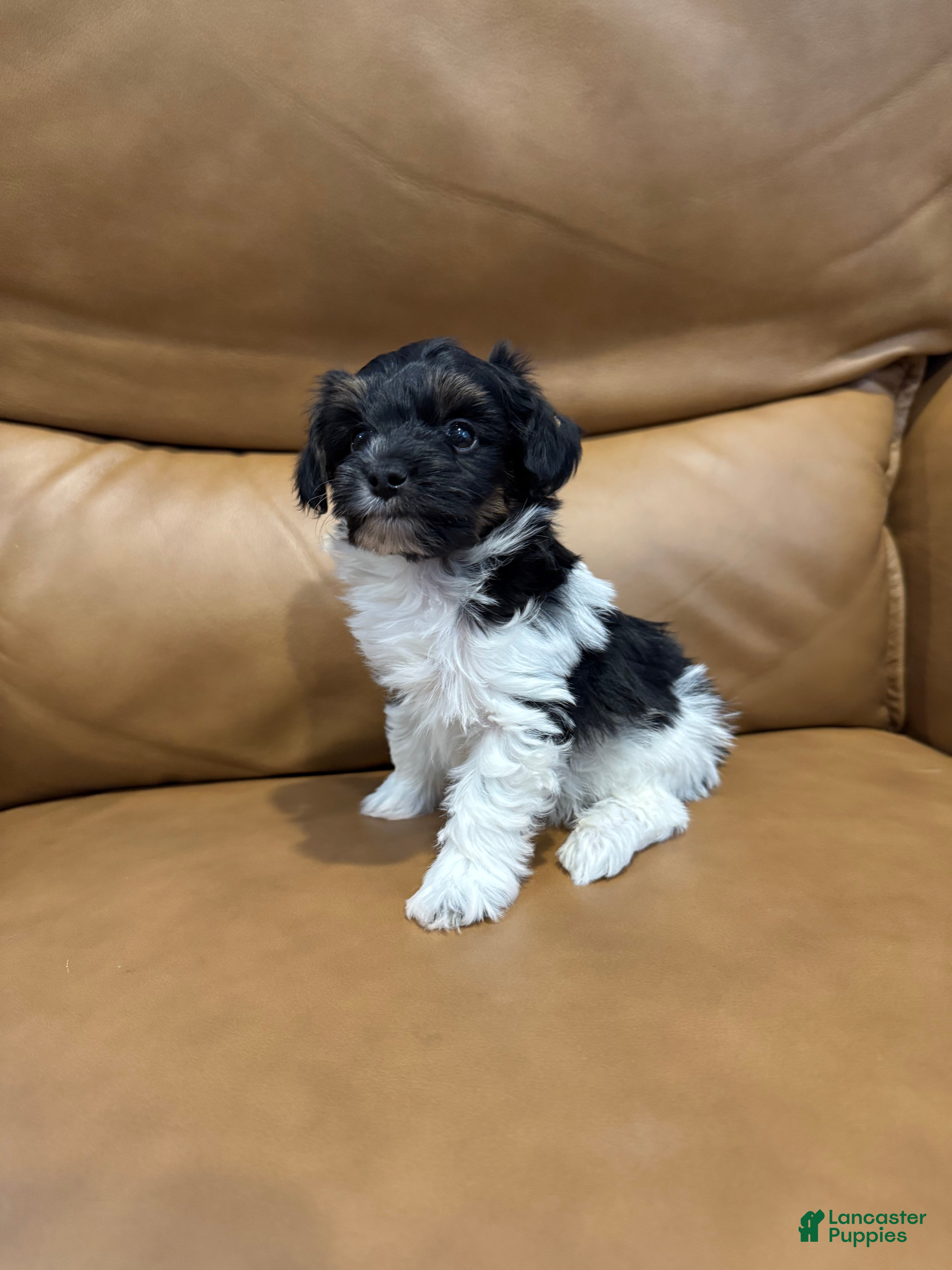 Yorkiepoo dogs CREED - Ad 30