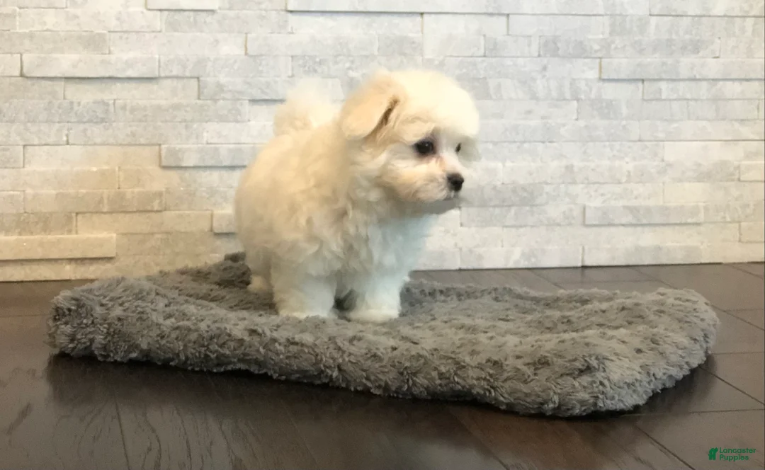 Maltese dogs for sale: Tobi - Ad 1
