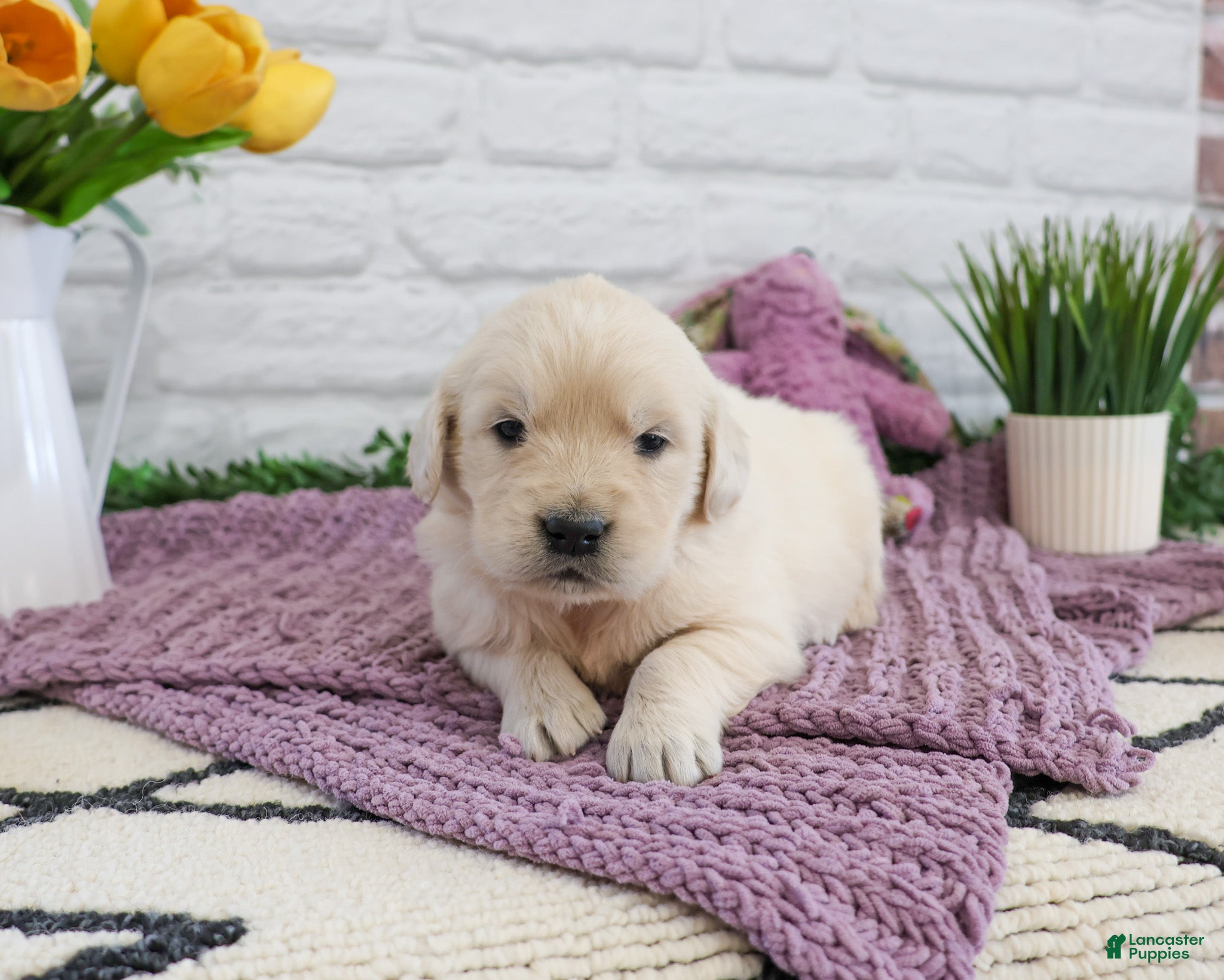 Golden Retriever dogs Nevada  - Ad 42