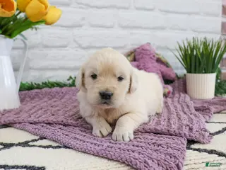 Golden Retriever dogs Nevada - Ad 42