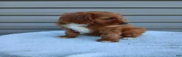 Cavapoo dogs for sale: Peter - Ad 1