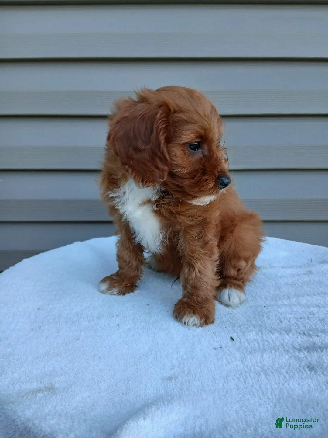 Cavapoo dogs for sale: Peter - Ad 1