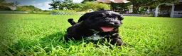 Havapoo dogs for sale: Harmony - Ad 24