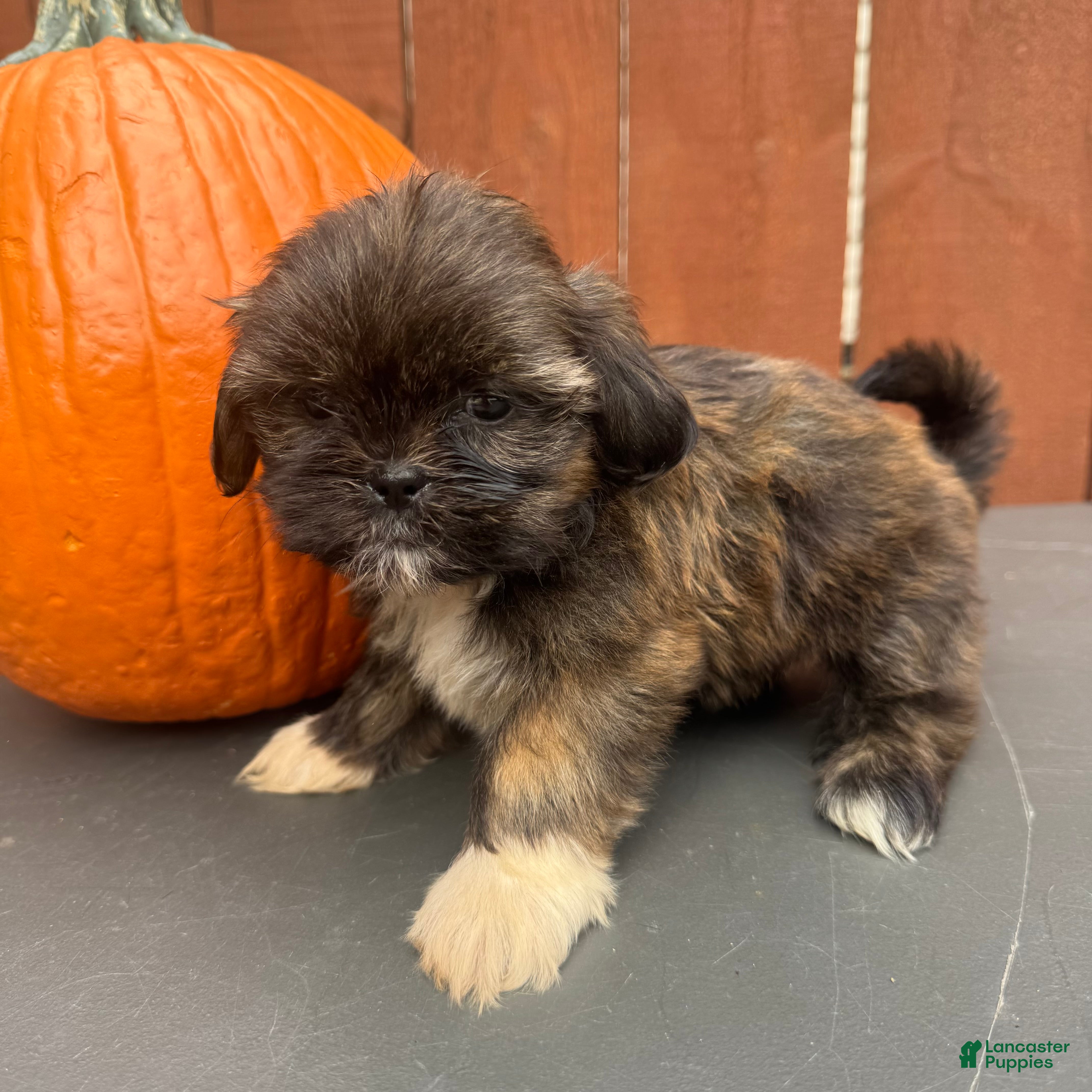 Shih Tzu dogs Sprinkles - Ad 1