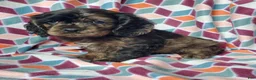Cocker Spaniel dogs for sale: Skye - Ad 5