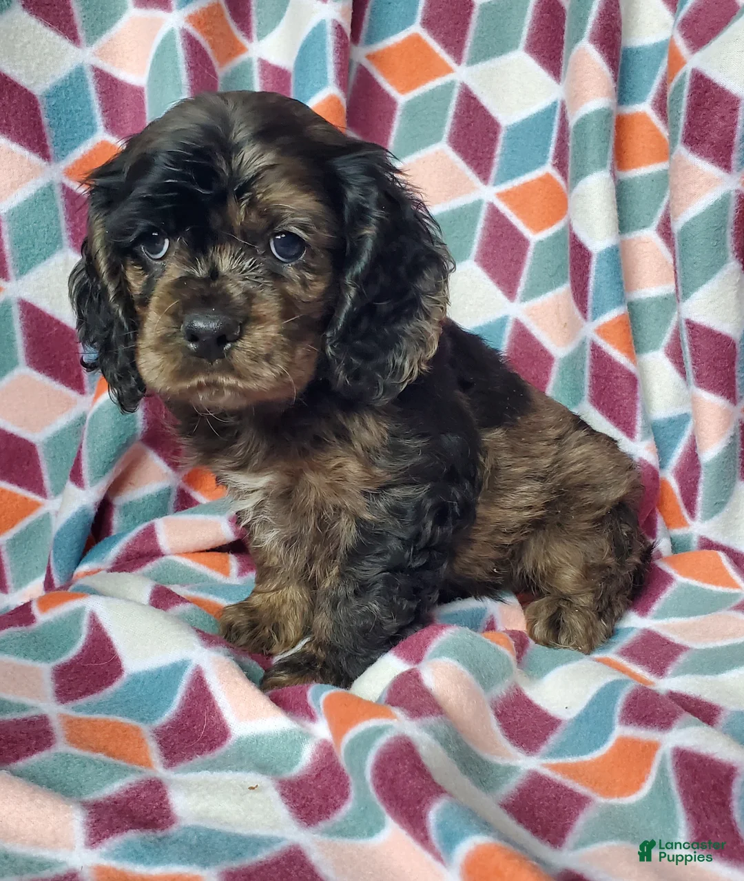 Cocker Spaniel dogs for sale: Skye - Ad 5