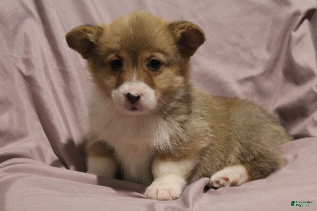 Welsh Corgi Pembroke dogs for sale: Monty - Ad 8