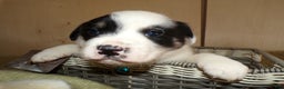 Border Collie dogs for sale: Border Collie Puppy 2 Ronnie - Ad 2