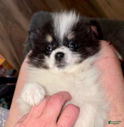 Pomeranian dogs Timothy - Ad 2