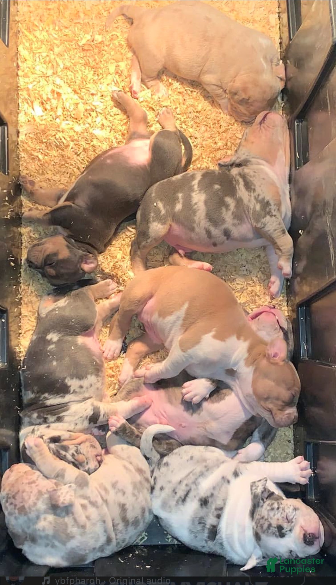 American Bully dogs lolla - Ad 8