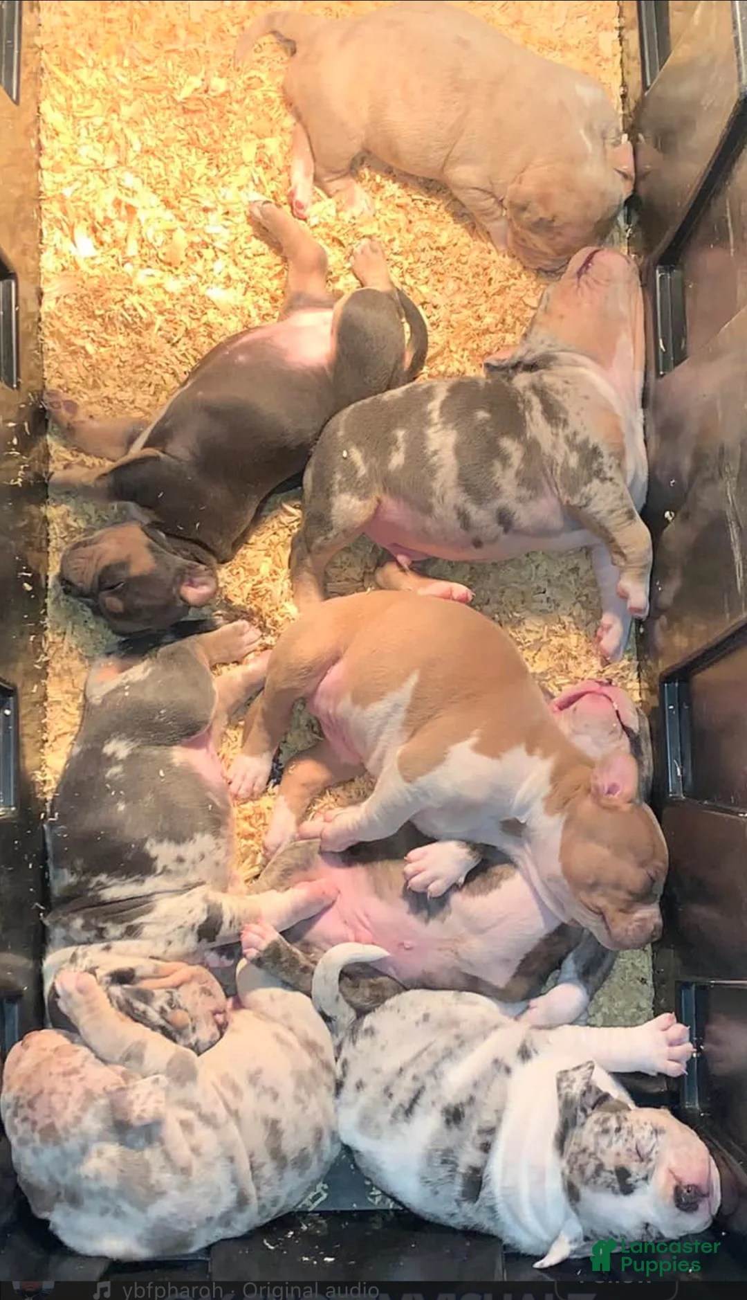 American Bully dogs for sale: lolla - Ad 1