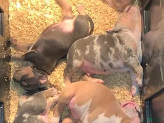 American Bully dogs lolla - Ad 8