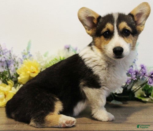Welsh Corgi Pembroke dogs Cosmo - Ad 1