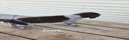 German Shorthaired Pointer dogs for sale: Dart - Ad 4