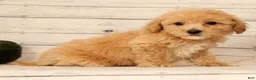 Bichpoo dogs for sale: Oprah - Ad 7